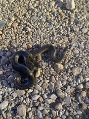 Lampropeltis calligaster