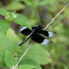 Neurothemis tullia
