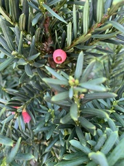 Taxus