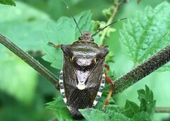 Pinthaeus sanguinipes