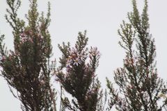 Diplostephium hartwegii