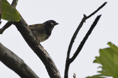 Pipilo maculatus × ocai