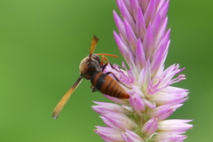 Rhynchium