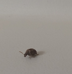 Bruchinae