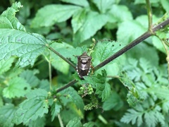 Pinthaeus sanguinipes