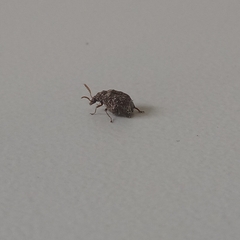 Bruchinae