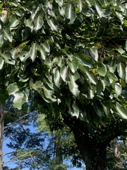 Malus prunifolia