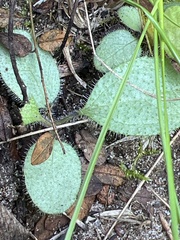 Hieracium longipilum