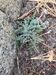 Chaenactis douglasii