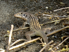Aspidoscelis tigris