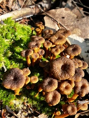 Craterellus tubaeformis