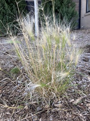 Hordeum jubatum