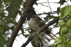 Pipilo maculatus × ocai