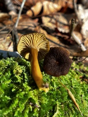 Craterellus tubaeformis
