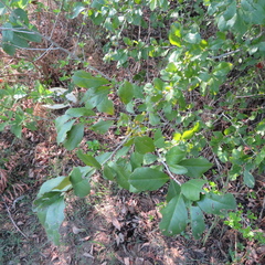 Ilex decidua