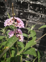 Buddleja davidii