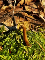 Craterellus tubaeformis