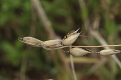 Sphaerophoria scripta