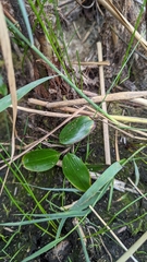 Potamogeton natans