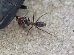 Dorymyrmex medeis