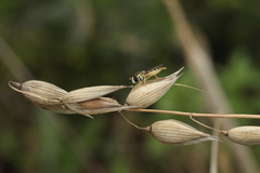 Sphaerophoria scripta