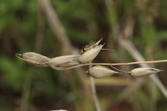 Sphaerophoria scripta