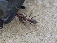 Dorymyrmex medeis