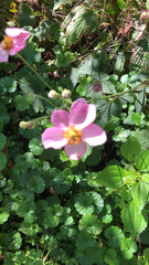 Eriocapitella hupehensis