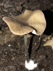 Arrhenia epichysium