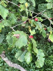 Crataegus flabellata