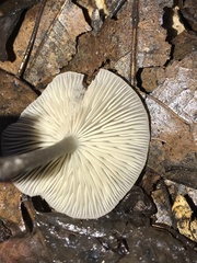 Arrhenia epichysium