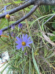 Symphyotrichum oolentangiense