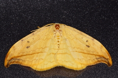 Drepana arcuata