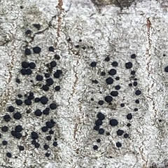 Lecidella elaeochroma