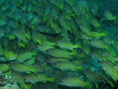 Lutjanus fulviflamma