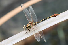 Erpetogomphus designatus