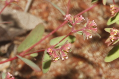 Euphorbia villifera