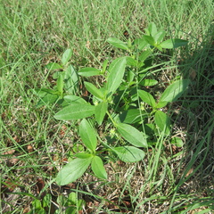 Ditaxis humilis