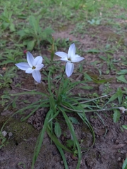 Ipheion uniflorum