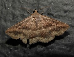 Lesmone griseipennis