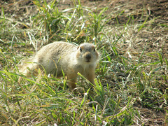 Spermophilus major