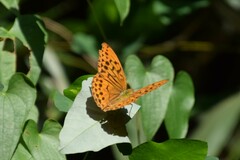 Argynnis sagana