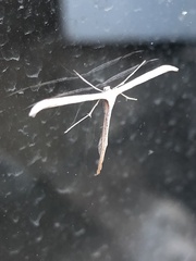 Pterophoridae