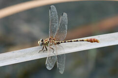 Erpetogomphus designatus