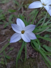 Ipheion uniflorum