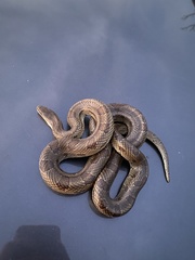 Lampropeltis calligaster