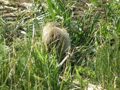 Spermophilus major