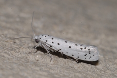 Yponomeuta mahalebella