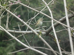 Tarsiger cyanurus