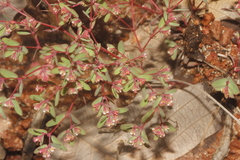 Euphorbia villifera